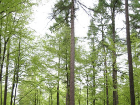 Waldbestand aus Europäischer Lärche als Symbol: Das eben gestartete EU-Projekt EUFORE bereitet eine transnationale Plattform zur Koordination der Forschung im Wald- und Forstbereich vor. Zu den 15 Projektpartnern aus 10 Ländern gehört auch die FNR. Foto: H. J. Arndt
